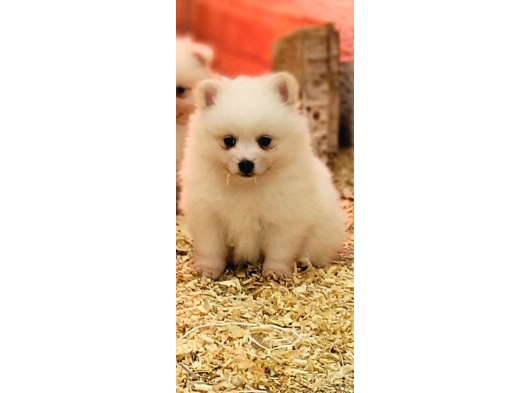 Safkan Irk Garantili Spitz Bebekler