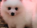 Safkan Irk Garantili Spitz Bebekler