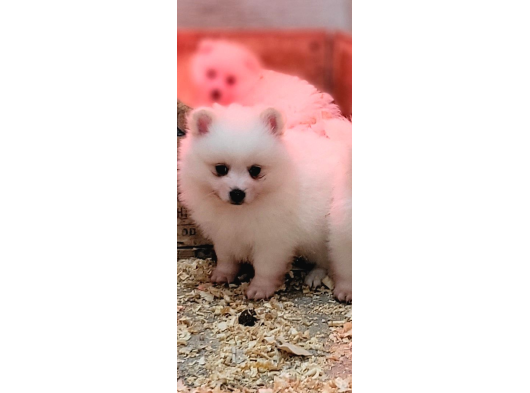 Safkan Irk Garantili Spitz Bebekler görsel