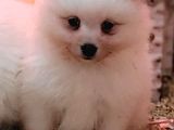 Safkan Irk Garantili Spitz Bebekler
