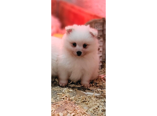 Safkan Irk Garantili Spitz Bebekler görsel