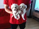 Maltipoo yavrularımız uygundur