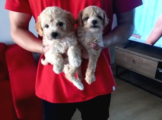 Maltipoo Yavrularımız Uygundur görsel