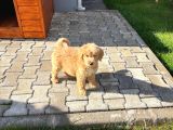 2 Aylık Erkek Goldendoodle