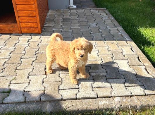 2 Aylık Erkek Goldendoodle görsel