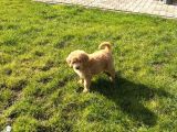 2 aylık erkek goldendoodle