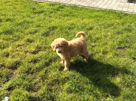 2 Aylık Erkek Goldendoodle