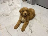 2 Aylık Erkek Goldendoodle