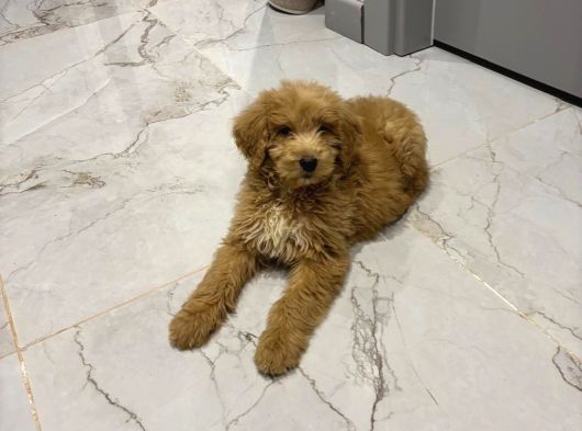 2 Aylık Erkek Goldendoodle görsel