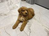 2 Aylık Erkek Goldendoodle
