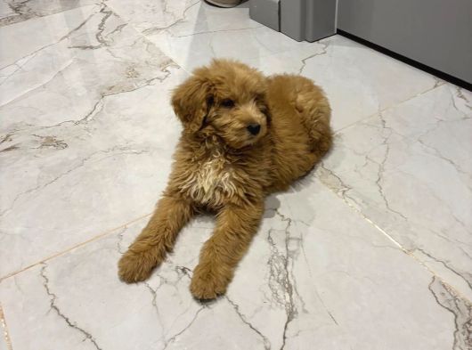 2 Aylık Erkek Goldendoodle görsel