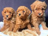 Ruhsatlı Çiftlikten Yılbaşı Şekeri Poodle Yavrular