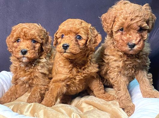 Ruhsatlı Çiftlikten Yılbaşı Şekeri Poodle Yavrular görsel