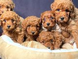 Ruhsatlı Çiftlikten Yılbaşı Şekeri Poodle Yavrular