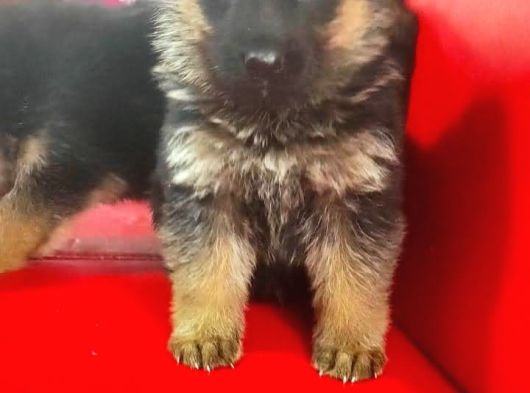 Sackan Irl Garantili Alman Kurdu Yavruları görsel