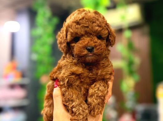 Muhteşem Kore Surat Teacup Poodle Yavrularimiz görsel