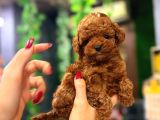 Muhteşem Kore Surat Teacup Poodle Yavrularimiz