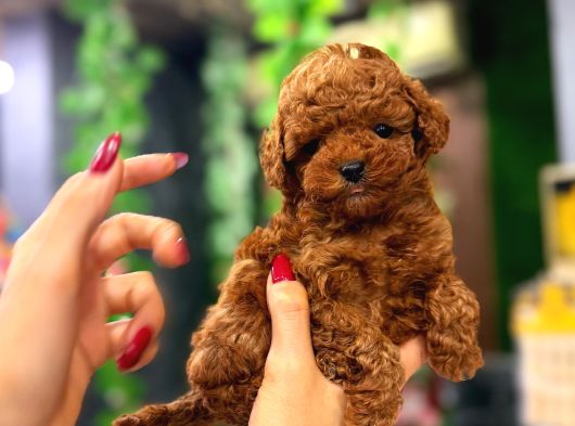 Muhteşem Kore Surat Teacup Poodle Yavrularimiz görsel