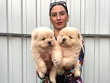 Chowchow yavrularım sağlık ve ırk garnatilidir