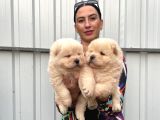 Chowchow Yavrularım Sağlık Ve Irk Garnatilidir