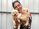 Chowchow Yavrularım Sağlık Ve Irk Garnatilidir