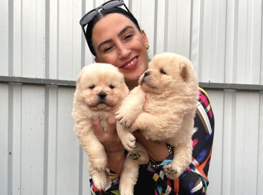 Chowchow Yavrularım Sağlık Ve Irk Garnatilidir görsel