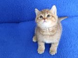 Golden Taby Bri̇ti̇sh Yavrumuz Tesli̇me Hazirdir