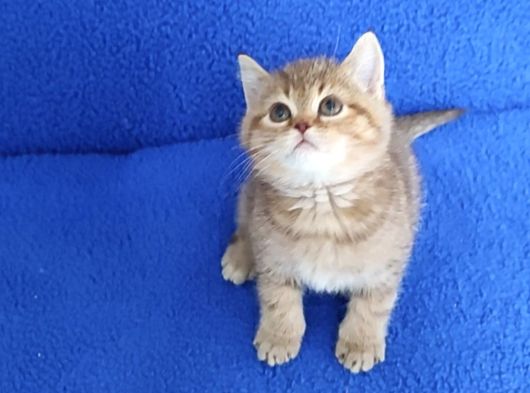 Golden Taby Bri̇ti̇sh Yavrumuz Tesli̇me Hazirdir görsel