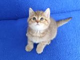 Golden Taby Bri̇ti̇sh Yavrumuz Tesli̇me Hazirdir