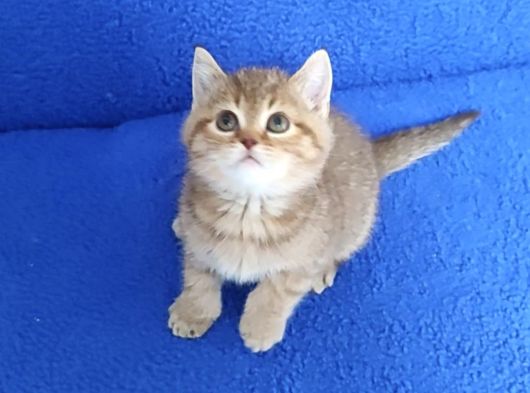 Golden Taby Bri̇ti̇sh Yavrumuz Tesli̇me Hazirdir görsel