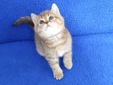 Golden Taby Bri̇ti̇sh Yavrumuz Tesli̇me Hazirdir
