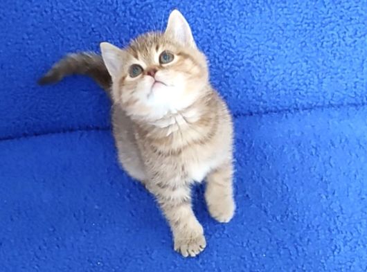 Golden Taby Bri̇ti̇sh Yavrumuz Tesli̇me Hazirdir görsel