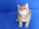 GOLDEN TABY BRİTİSH YAVRUMUZ TESLİME HAZIRDIR