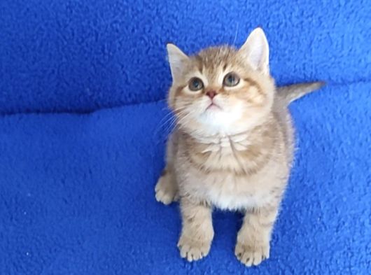 Golden Taby Bri̇ti̇sh Yavrumuz Tesli̇me Hazirdir