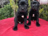 Geleceğin Devleri Erkek Cane Corso Yavrular