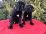 Geleceğin Devleri Erkek Cane Corso Yavrular