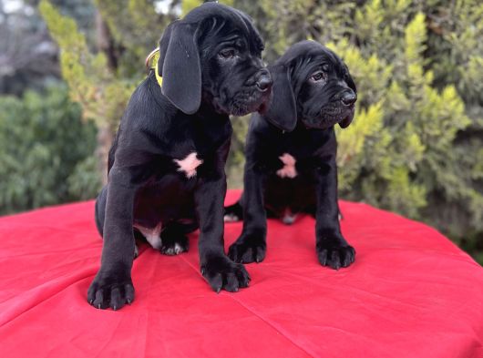 Geleceğin Devleri Erkek Cane Corso Yavrular görsel