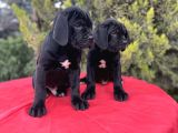 Geleceğin devleri erkek Cane corso yavrular