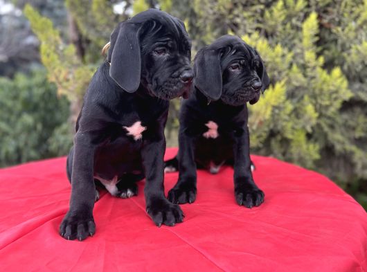 Geleceğin Devleri Erkek Cane Corso Yavrular