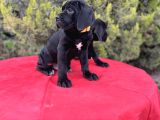 Geleceğin Devleri Erkek Cane Corso Yavrular