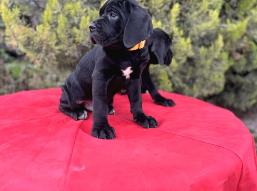 Geleceğin Devleri Erkek Cane Corso Yavrular görsel