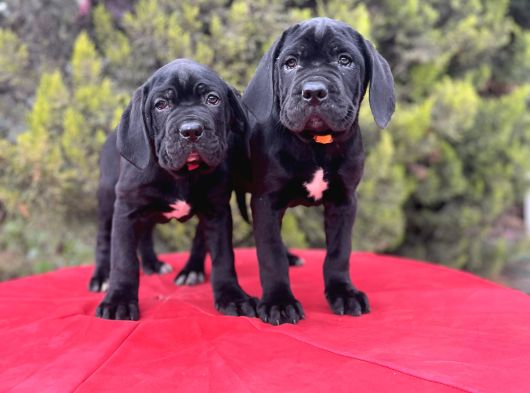 Geleceğin Devleri Erkek Cane Corso Yavrular görsel