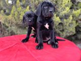 Geleceğin Devleri Erkek Cane Corso Yavrular