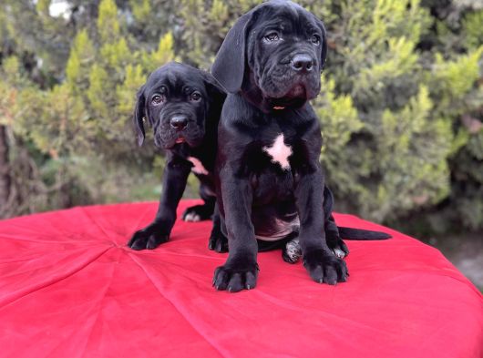 Geleceğin Devleri Erkek Cane Corso Yavrular görsel