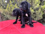 Geleceğin Devleri Erkek Cane Corso Yavrular