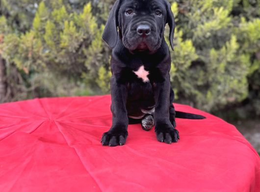 Geleceğin Devleri Erkek Cane Corso Yavrular görsel