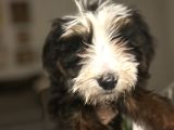 Bernedoodle
