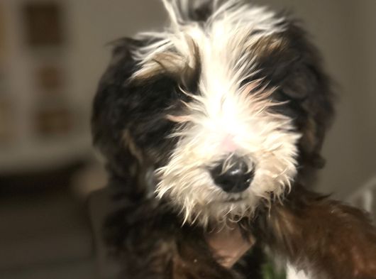 Bernedoodle görsel