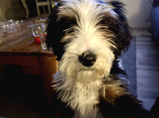 Bernedoodle görsel