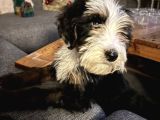 Bernedoodle